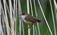 Marsh Warbler (Acrocephalus palustris)